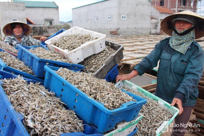 Làng biển Quỳnh Dị vào mùa chế biến cá trỏng xuất khẩu